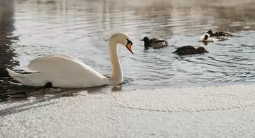 Alert weterynaryjny w Białymstoku. Apel o zgłaszanie padłych ptaków